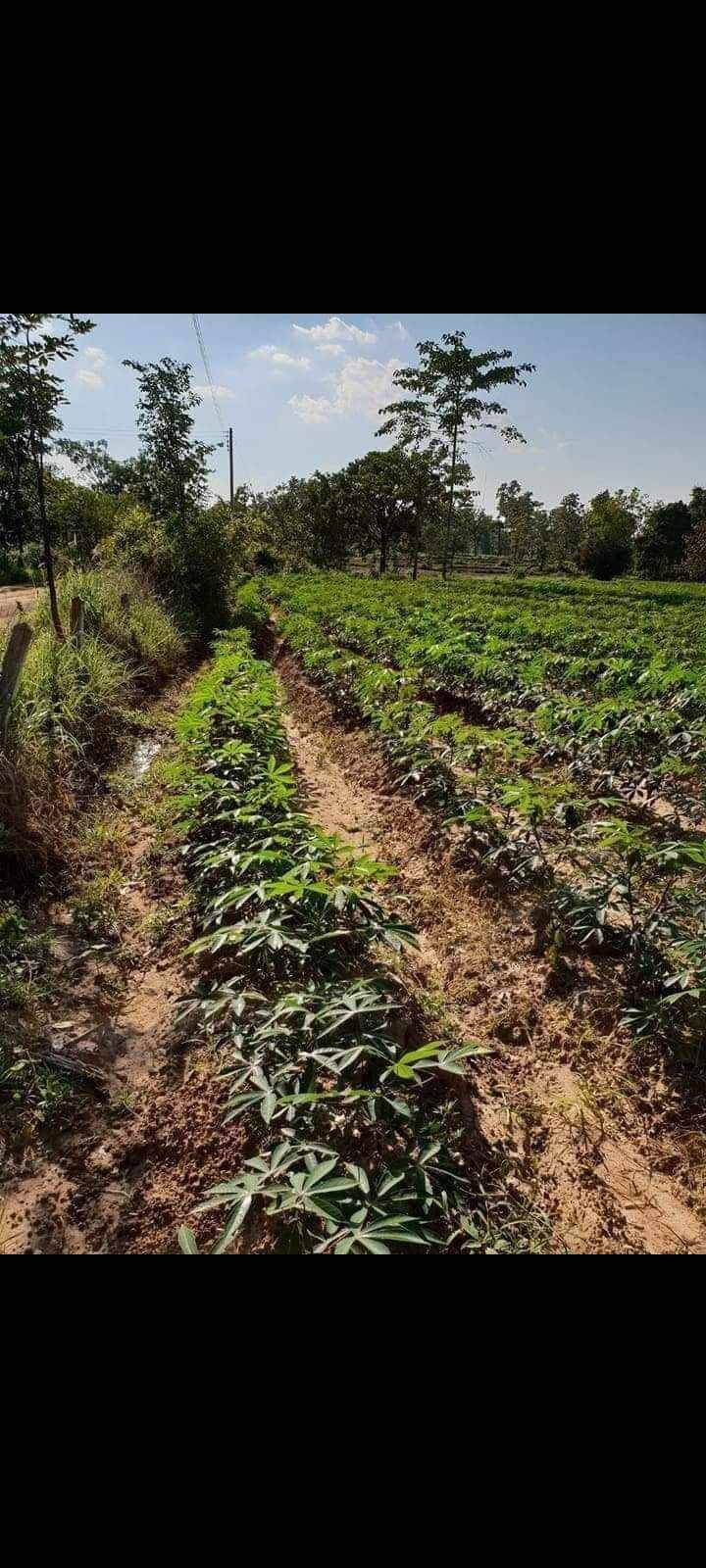 ขายที่ดินทำเลดี บรรยากาศธรรมชาติ เจ้าของขายเอง ราคาต่อได้ อำเภอเบญจ​ลักษณ์​ . จังหวัดศรีสะเกษ​