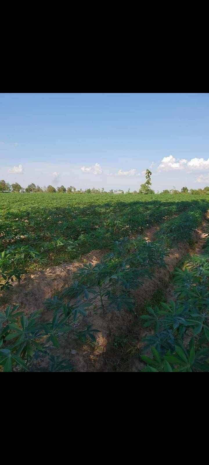 ขายที่ดินทำเลดี บรรยากาศธรรมชาติ เจ้าของขายเอง ราคาต่อได้ อำเภอเบญจ​ลักษณ์​ . จังหวัดศรีสะเกษ​