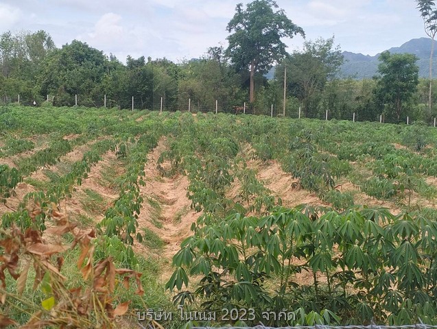 ขายที่ดินผืนงามนศ 3 กเนื้อที่ 14 ไร่ 1 งาน 97ตารางวาติดถนนคอนกรีตไฟฟ้าประปาวิวโค้งน้ำสวยติดหน้าน้ำ 90 เมตรเหมาะสำหรับทำโรงแรมรีสอร์ท