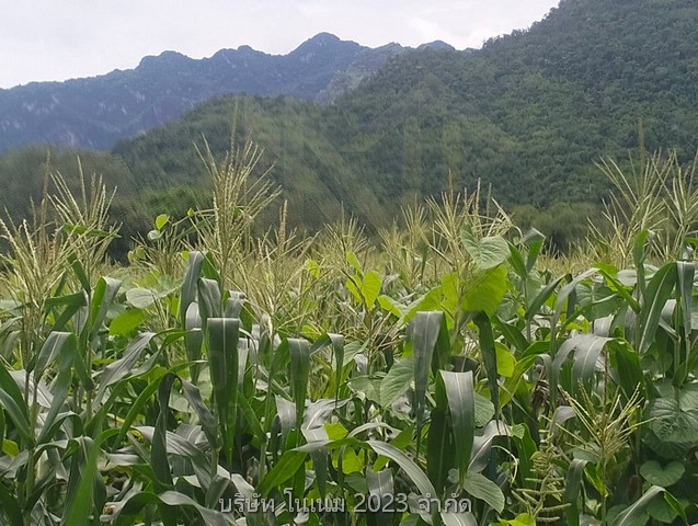 ขายที่ดินผืนงามติดแม่น้ำ เป็น น.ส.3ก. อยู่ในเขตเทศบาลใกล้น้ำตกไทรโยคน้อยและตลาดน้ำตกไทรโยคน้อยมีแหล่งท่องเที่ยวโดยรอบ กาญจนบุรี