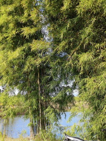 ขายที่ดิน23 ไร่ เจ้าของขายเอง ตำบลโคกแสมสาร อำเภอโคกเจริญ จังหวัดลพบุรี