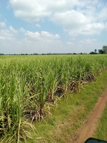 ขายที่ดิน23 ไร่ เจ้าของขายเอง ตำบลโคกแสมสาร อำเภอโคกเจริญ จังหวัดลพบุรี