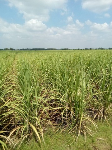ขายที่ดิน23 ไร่ เจ้าของขายเอง ตำบลโคกแสมสาร อำเภอโคกเจริญ จังหวัดลพบุรี