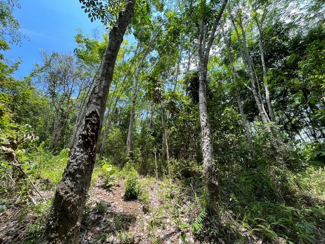 ให้เช่าดินทำเลดี ติดถนนใหญ่ เนื้อที่ 8 ไร่�อ่อนนุช แขวงสวนหลวง เขตสวนหลวง กรุงเทพมหานคร