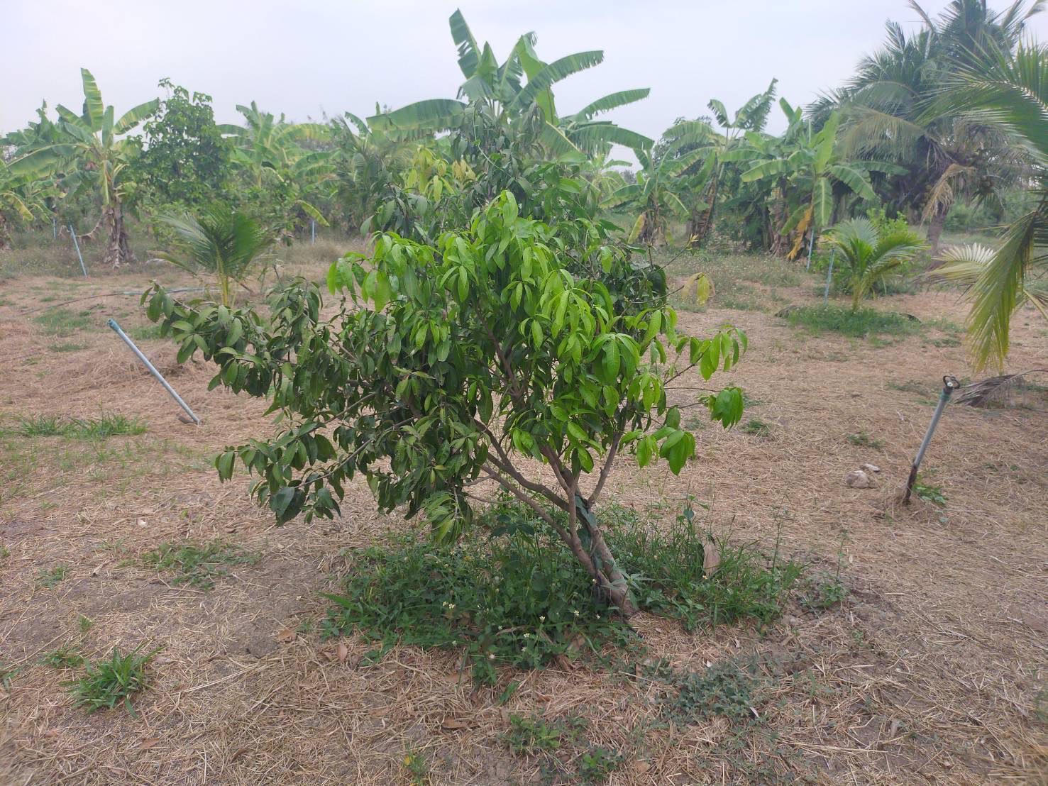 ขายที่ดินโฉนด 4 ไร่ 1 งาน 22 ตารางวา  ตำบลทวีวัฒนา อำเภอไทรน้อย จังหวัดนนทบุรี