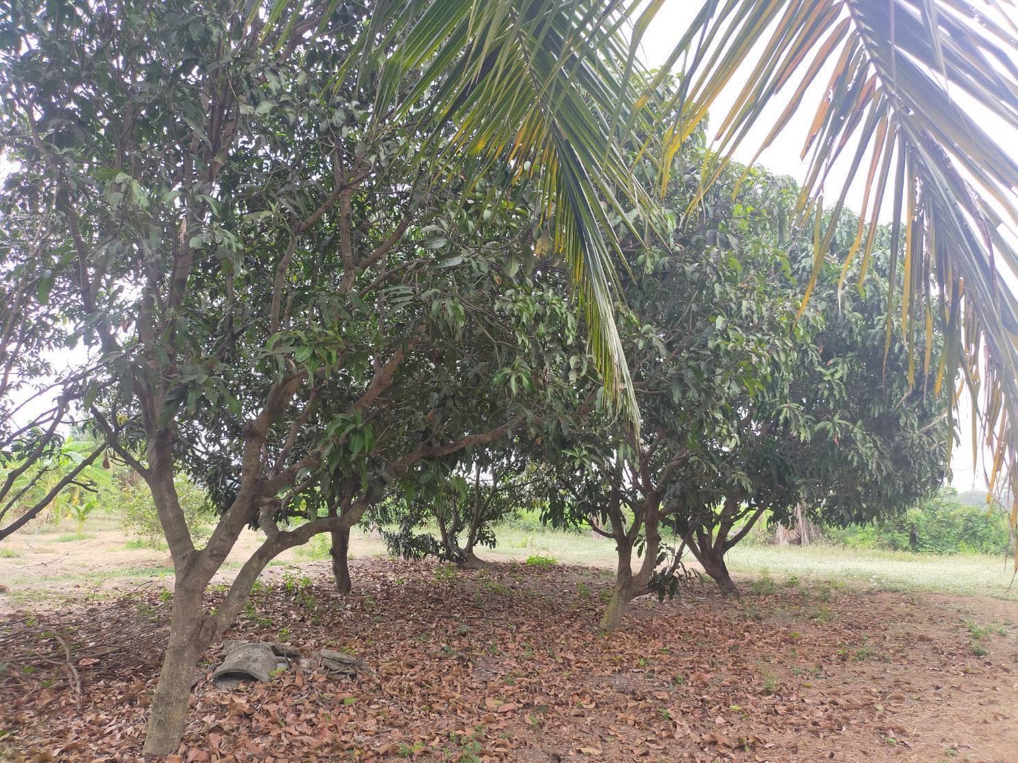 ขายที่ดินโฉนด 4 ไร่ 1 งาน 22 ตารางวา  ตำบลทวีวัฒนา อำเภอไทรน้อย จังหวัดนนทบุรี