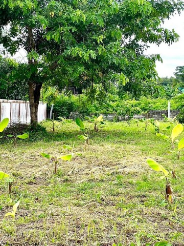 ขายที่ดิน ทำเลดี เหมาะสำหรับสร้างบ้าน ทำที่อยู่อาศัย  ตำบลกาฬสินธุ์ อำเภอเมือง จ.กาฬสินธุ์