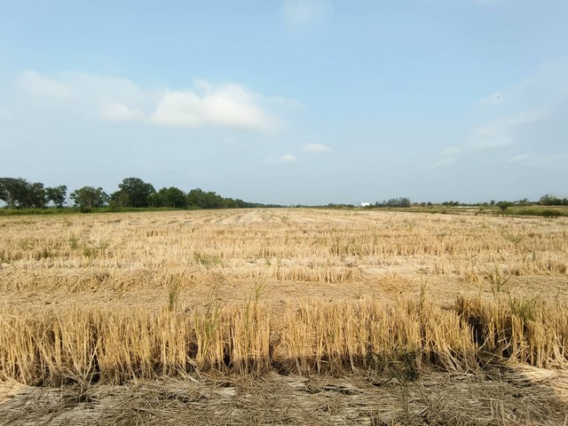 ขายที่ดินลำลูกกา  43 ไร่ เหมาะทำโรงงาน โกดัง หมู่บ้านจัดสรร ตำบลพืชอุดม  อำเภอลำลูกกา จังหวัดปทุมธานี