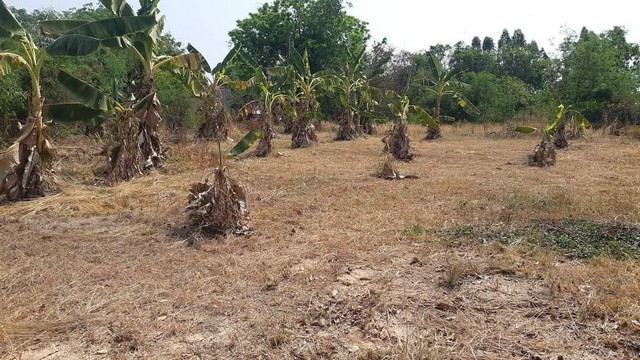 ขายที่ดินถมแล้ว  120 ตารางวา เทศบาลนครขอนแก่น อำเภอเมืองขอนแก่น จังหวัดขอนแก่น