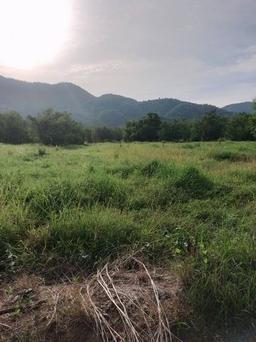 ขายที่ดิน 24 ไร่ 3 งาน 3 ตารางวา เจ้าของขายเอง ตำบลตะเบาะ อำเภอเมืองเพชรบูรณ์ จังหวัดเพชรบูรณ์