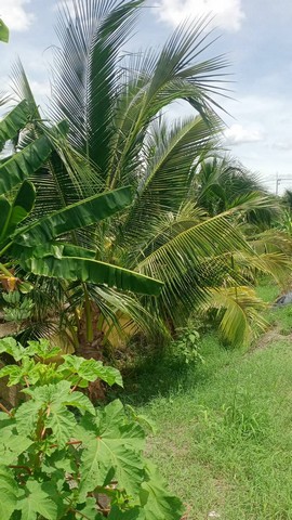 บ้านเดี๋ยว ขนาดใหญ่หลังหัวมุม ไซค์ใหญ่สุดในโครงการ 4 ห้องน้ำ 5 ห้องน้ำ 1 ห้องแม่บ้าน จอดรถในร่ม 3 คัน นนทบุรี