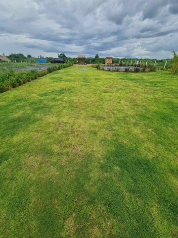 ขายที่ จำนวน 1 ไร่ โฉนดครุฑแดง นส 4 จ อ.ท่าม่วง ต.หนองตากยา จ.กาญจนบุรี 