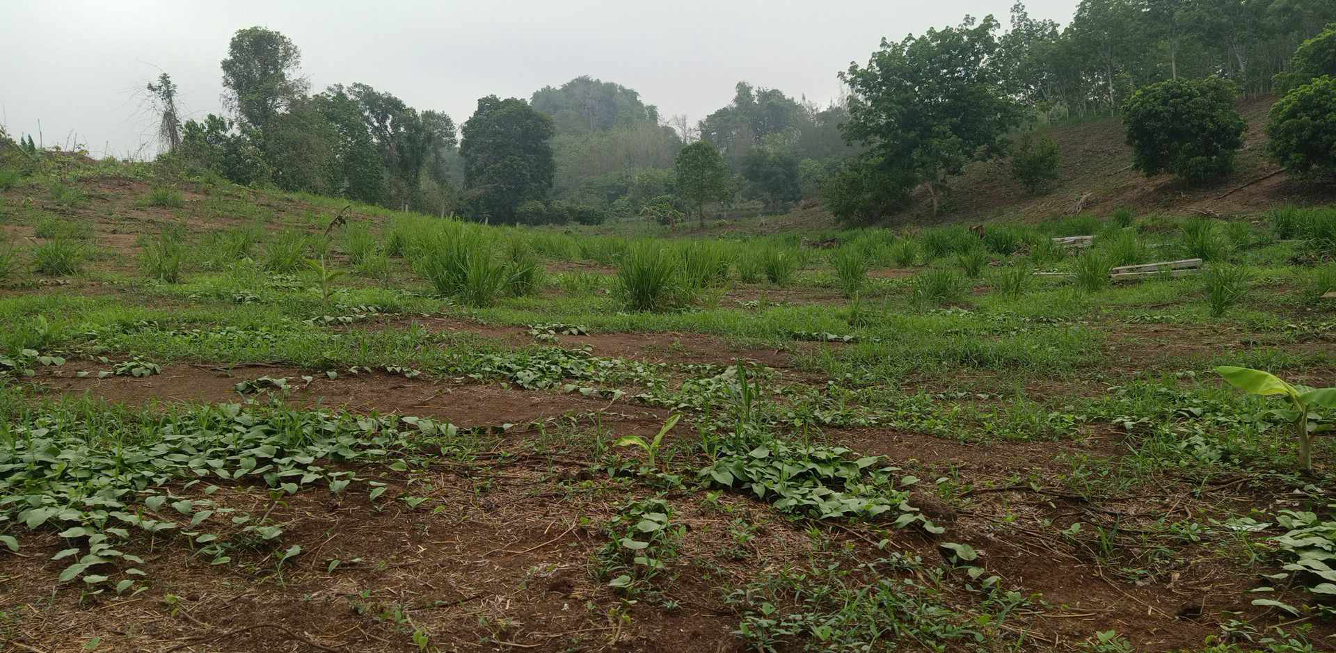 ขายที่ดินวิวสวย ทองผาภูมิ กาญจนบุรี เนื้อที่32ไร่ 59ตารางวา