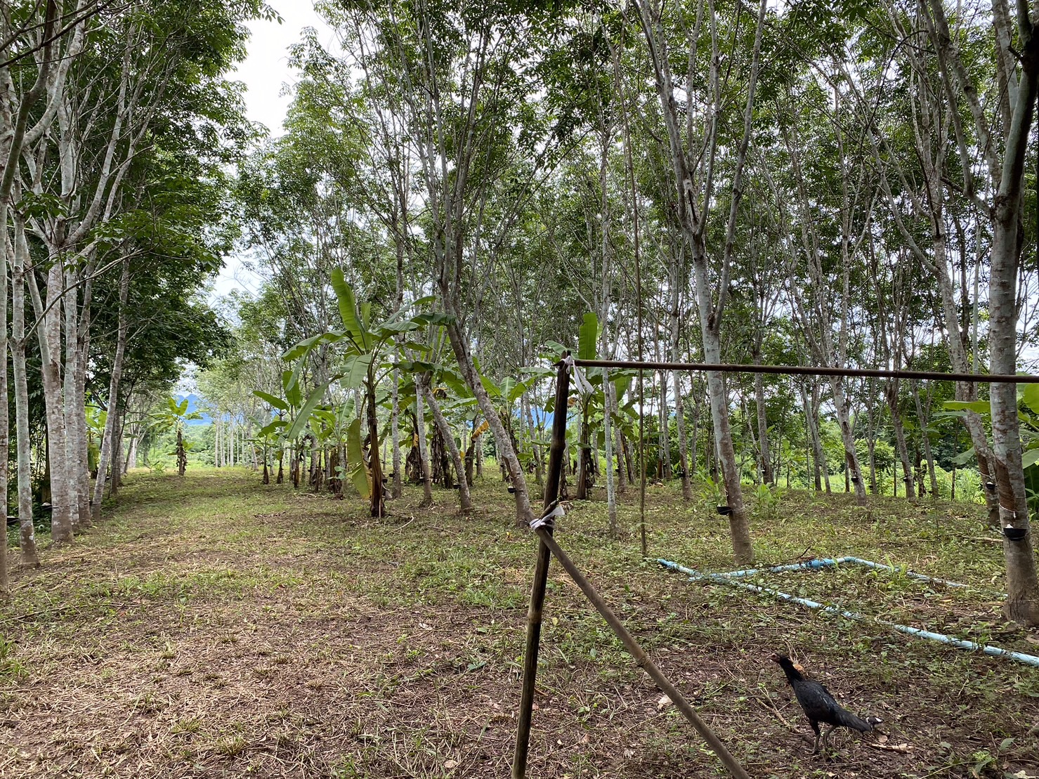 ขายที่ดินวิวสวย ทองผาภูมิ กาญจนบุรี เนื้อที่32ไร่ 59ตารางวา