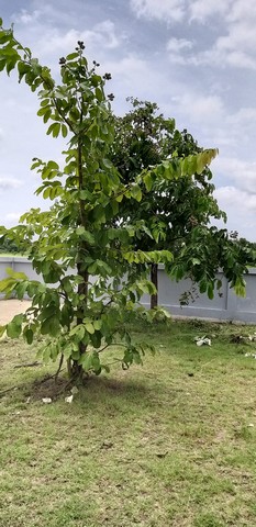 ขายบ้าน หมูบ้านสุดขอบฟ้าอยู่หลังวัดพยาตาก   111 ตารางวา ชัยนาท