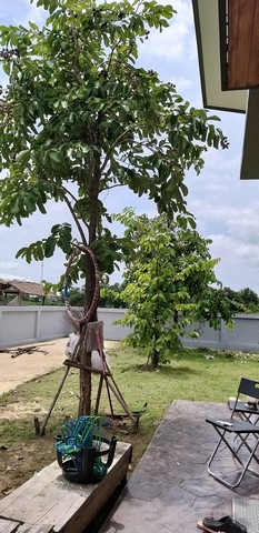 ขายบ้าน หมูบ้านสุดขอบฟ้าอยู่หลังวัดพยาตาก   111 ตารางวา ชัยนาท