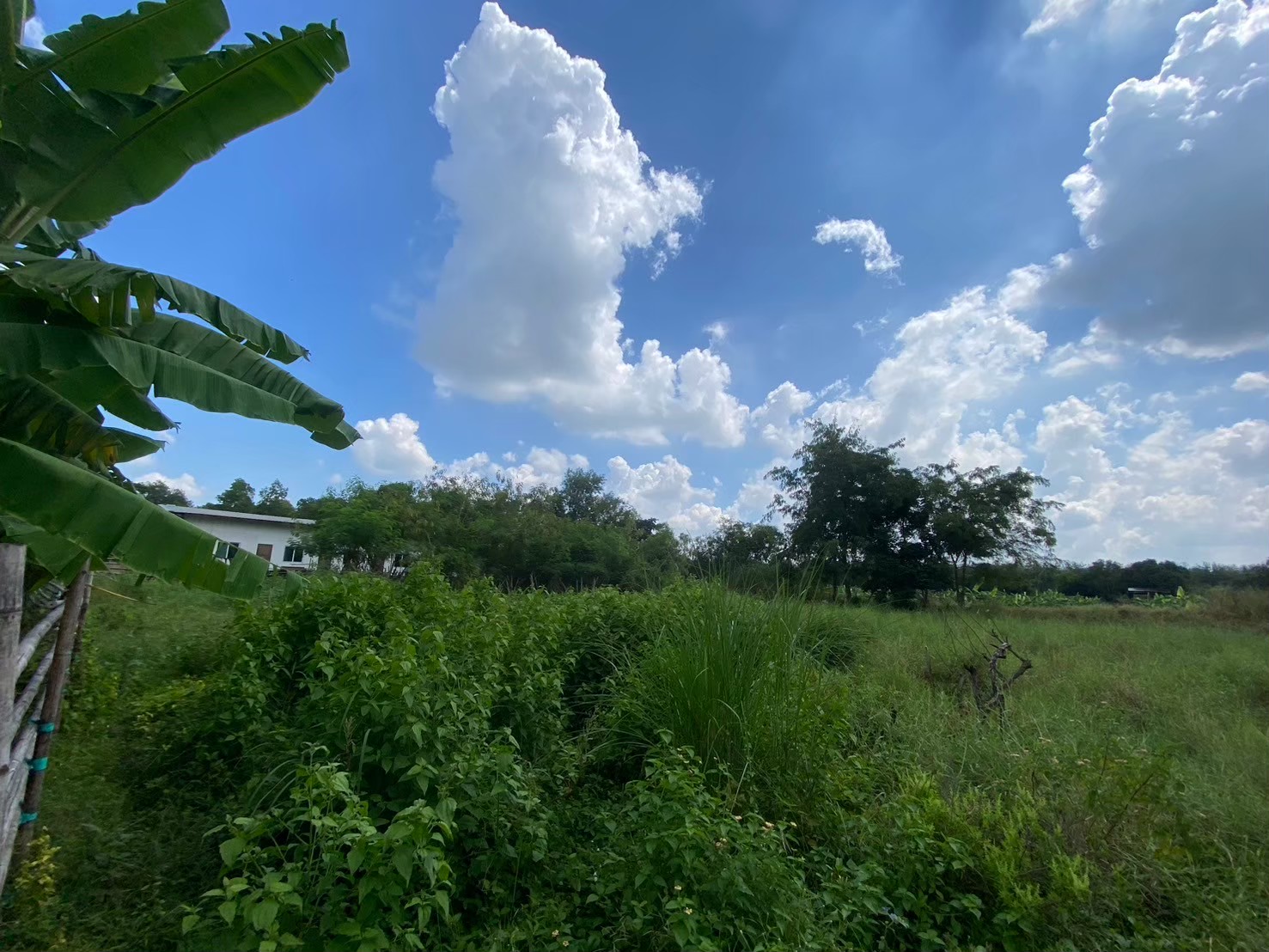 ขายถูกที่สุด ที่ดินคลองสิบ 272 ตารางวา(แบ่งได้) ติดถนนคอนกรีตสาธารณะ แนวถนนกว้าง 8 ม. อ.หนองเสือ จ.ปทุมธานี