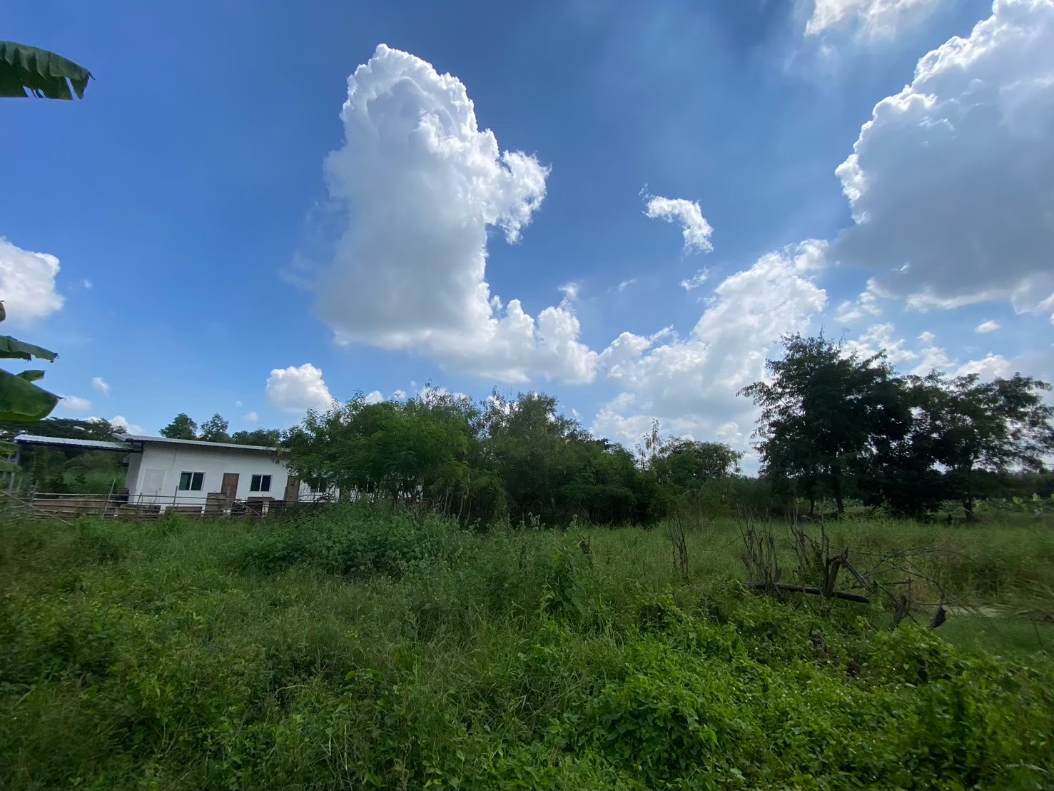 ขายถูกที่สุด ที่ดินคลองสิบ 272 ตารางวา(แบ่งได้) ติดถนนคอนกรีตสาธารณะ แนวถนนกว้าง 8 ม. อ.หนองเสือ จ.ปทุมธานี