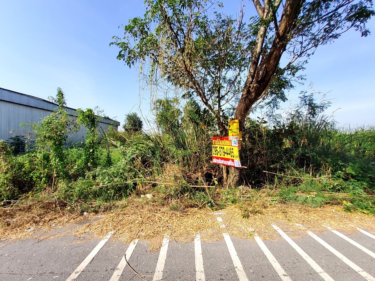 ขายด่วน ที่ดินคลองแปด 1 ไร่ ติดถนนลาดยางสาธารณะ ซอย บึงบอน 13 อ.หนองเสือ จ.ปทุมธานี