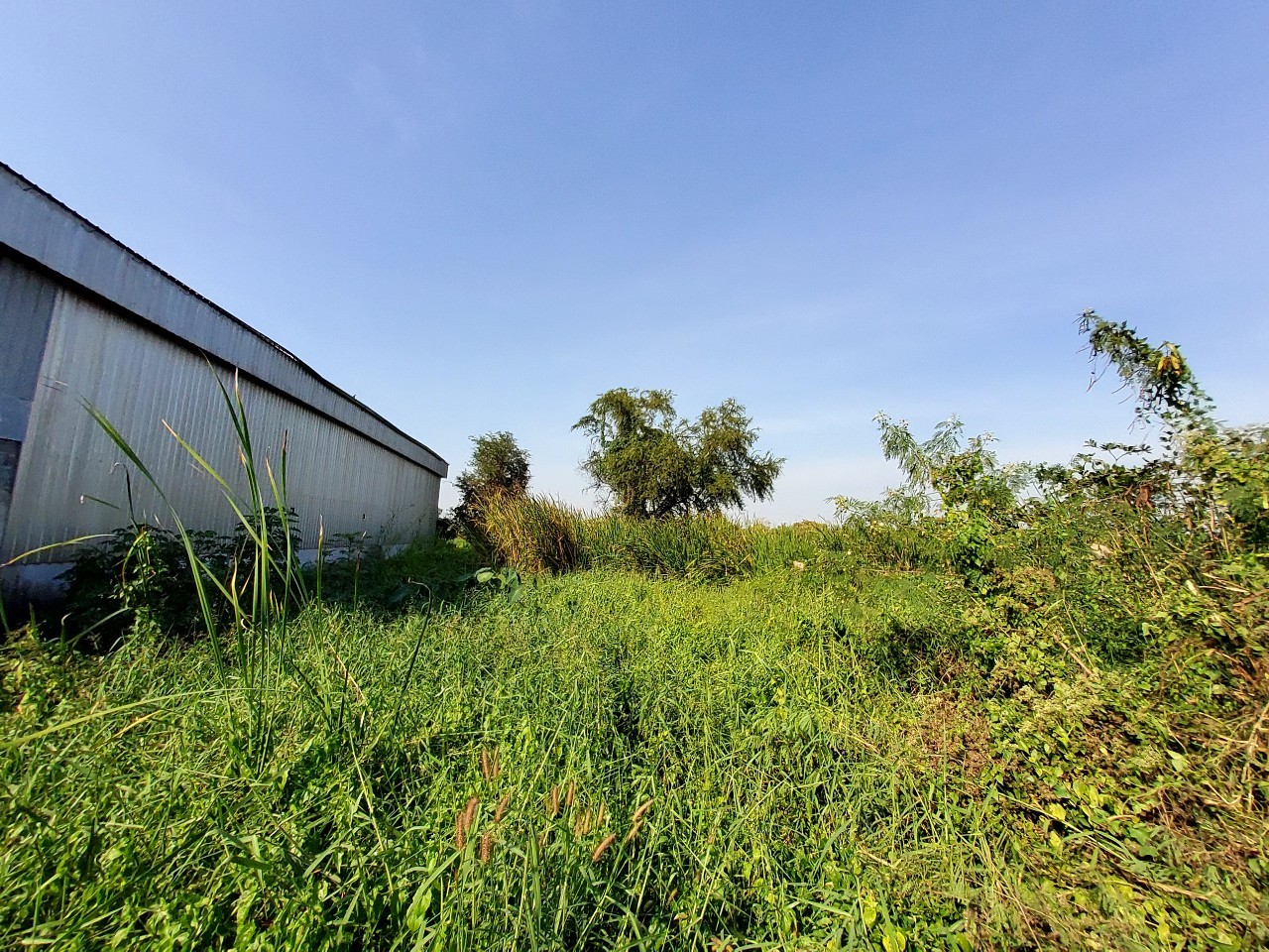 ขายด่วน ที่ดินคลองแปด 1 ไร่ ติดถนนลาดยางสาธารณะ ซอย บึงบอน 13 อ.หนองเสือ จ.ปทุมธานี