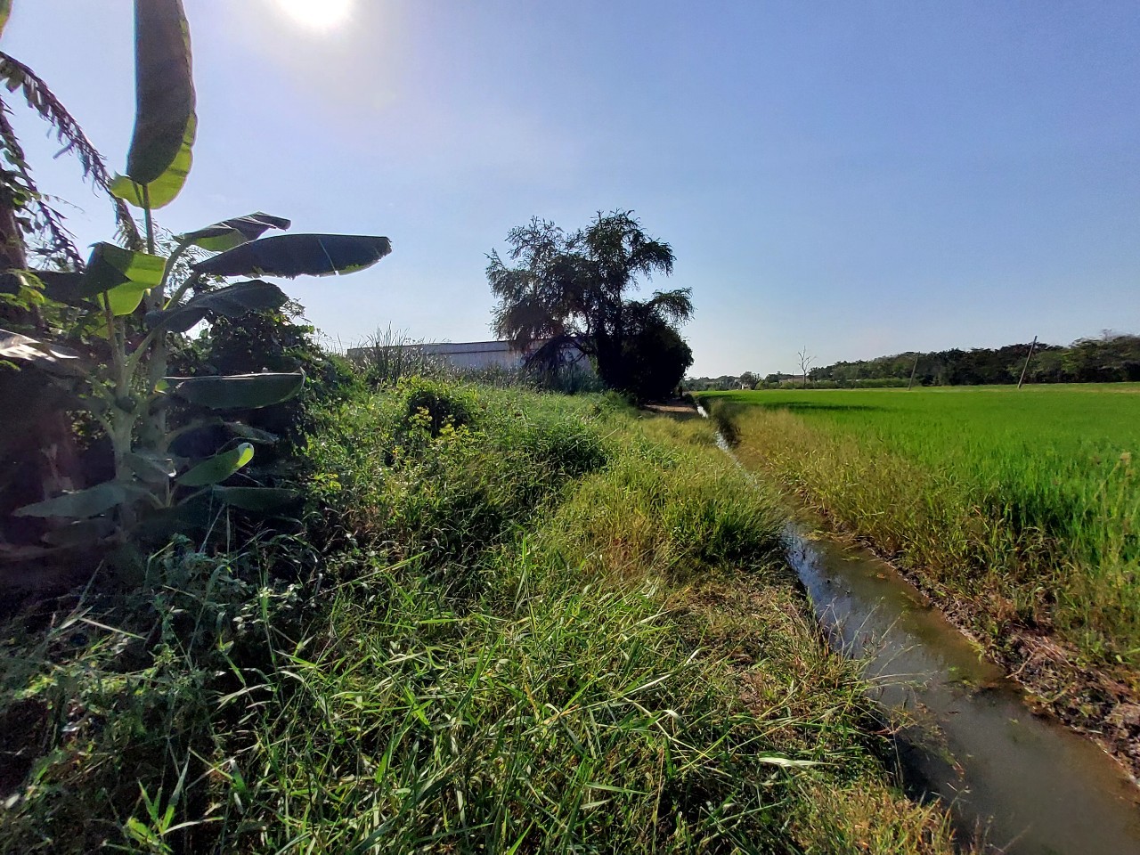 ขายด่วน ที่ดินคลองแปด 1 ไร่ ติดถนนลาดยางสาธารณะ ซอย บึงบอน 13 อ.หนองเสือ จ.ปทุมธานี