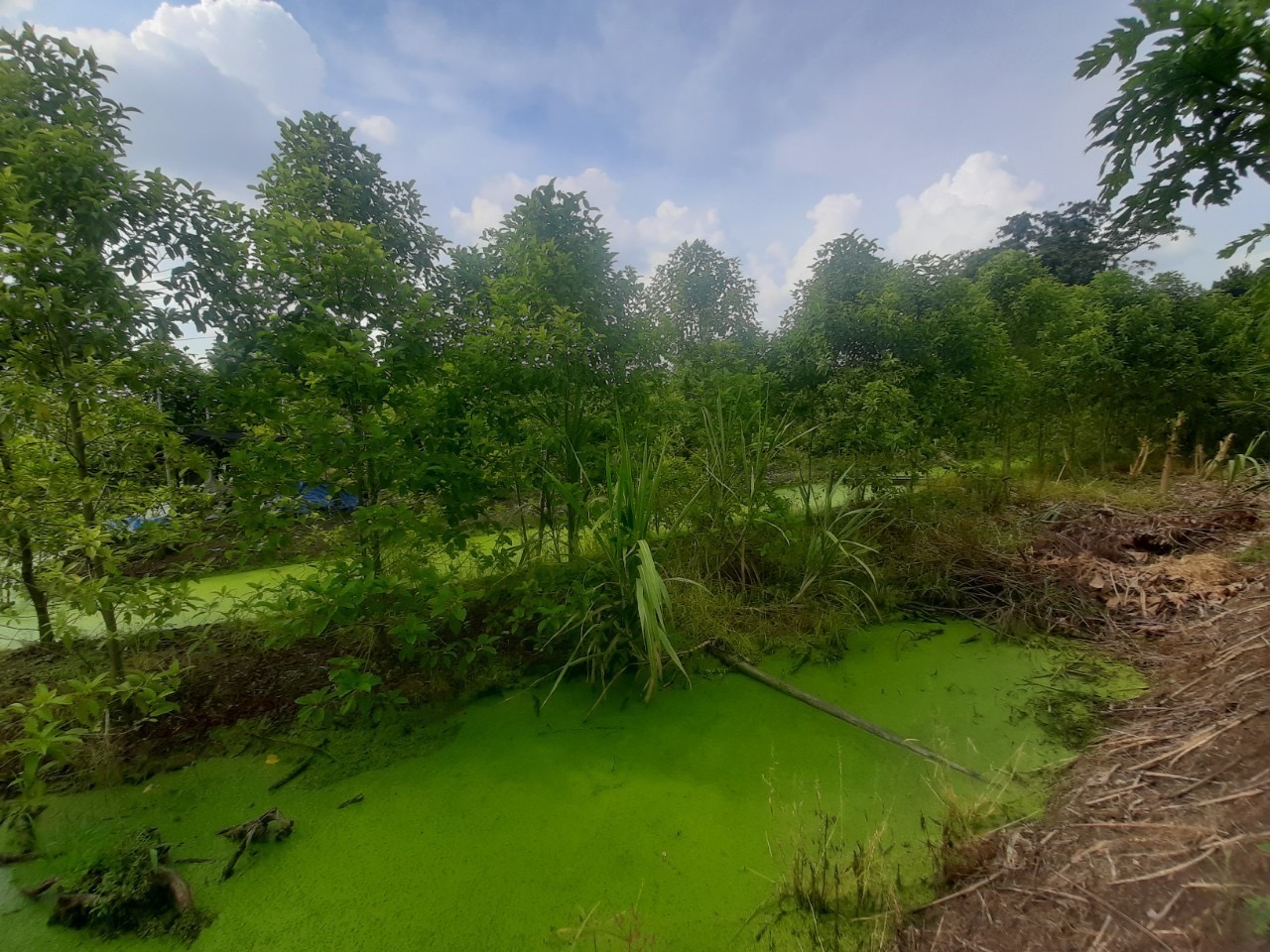 ขายที่ดินถนนนครอินทร์-ราชพฤกษ์ 3-3-54 ไร่ ติดถนนคอนกรีตสาธารณะ ซอย นายอ้อด อ.บางกรวย จ.นนทบุรี