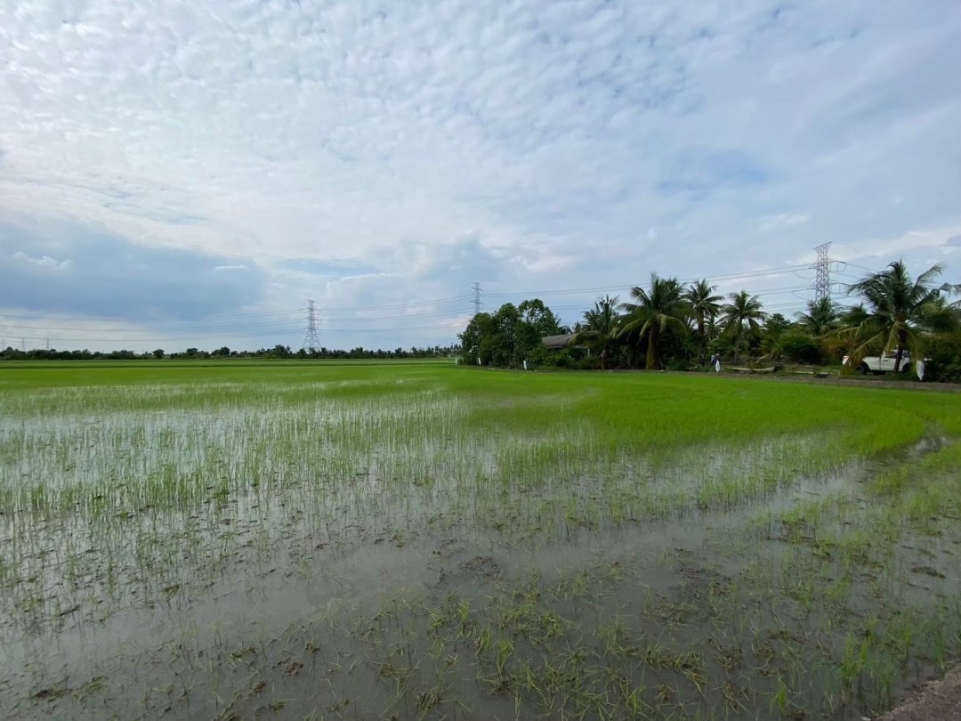 ขายถูกมาก‼ ที่ดินใกล้วัดใหม่เจริญราษฎร์ 4 ไร่ ติดถนนเลียบคลอง 14 ฝั่งตะวันตก หนองจอก กรุงเทพมหานคร