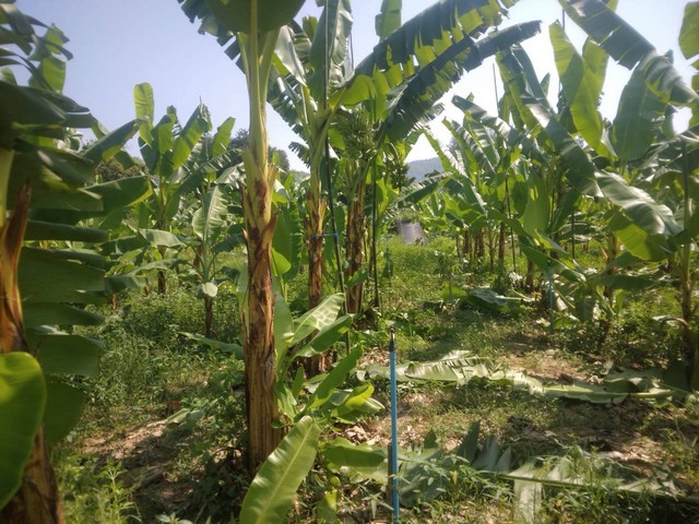 ที่ดินทำเลดี วิวภูเขาล้อมรอบ  เริ่มต้น 10+ไร่ ต.กลัดหลวง อ.ท่ายาง จ.เพชรบุรี 