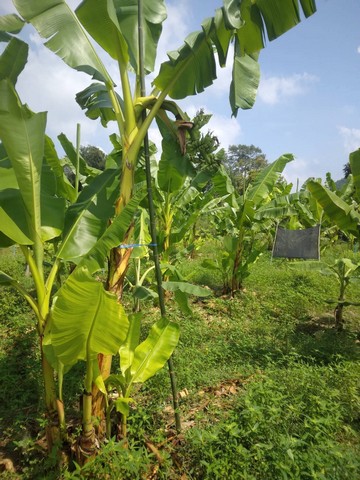 ที่ดินทำเลดี วิวภูเขาล้อมรอบ  เริ่มต้น 10+ไร่ ต.กลัดหลวง อ.ท่ายาง จ.เพชรบุรี 