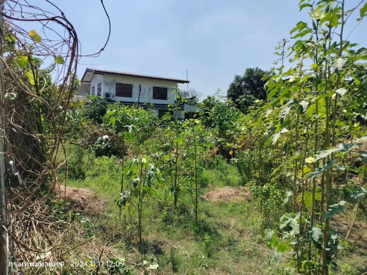 ขายที่ดินถมแล้ว 120 ตารางวา ติดถนนคอนกรีตสาธารณะ  ซอยลาดปลาเค้า 72 แยก 12 เขตบางเขน กทม.