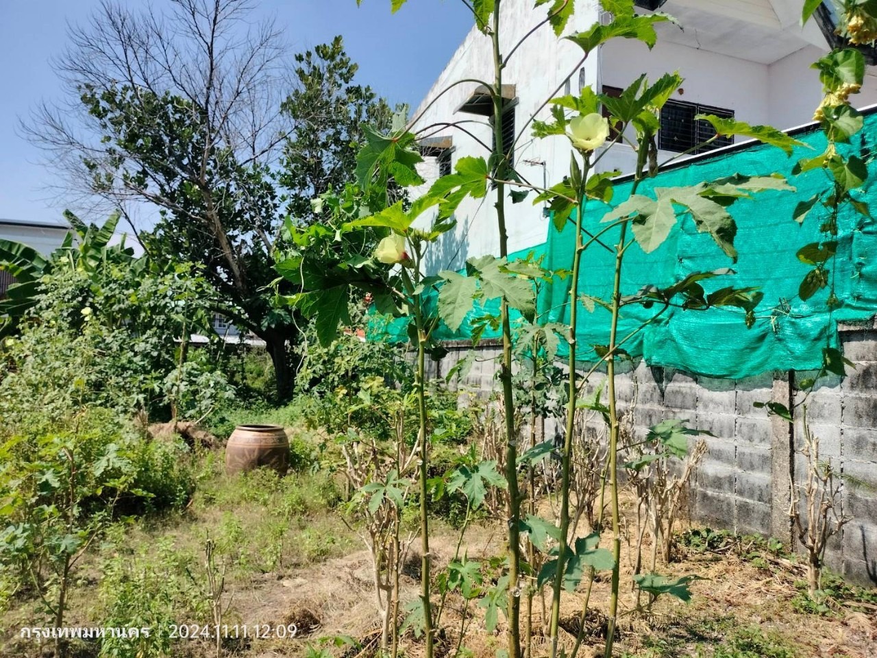 ขายที่ดินถมแล้ว 120 ตารางวา ติดถนนคอนกรีตสาธารณะ  ซอยลาดปลาเค้า 72 แยก 12 เขตบางเขน กทม.