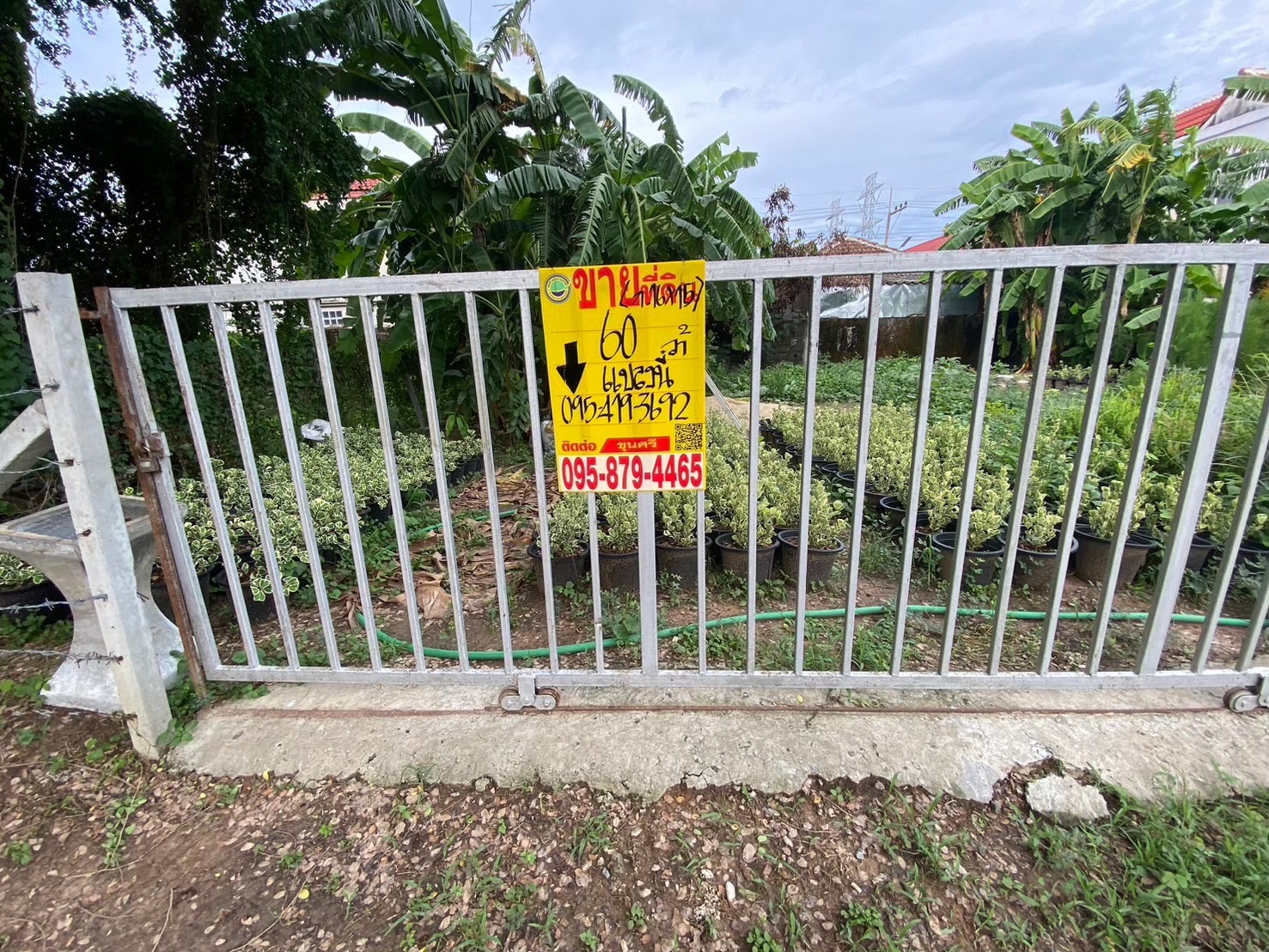 ขายถูก ที่ดินถนนรังสิต-นครนายก 60 ตารางวา ติดถนนนกรีตสาธารณะ ซอย เพิ่มทรัพย์  คลอง 7 อ.ธัญบุรี จ.ปทุมธานี