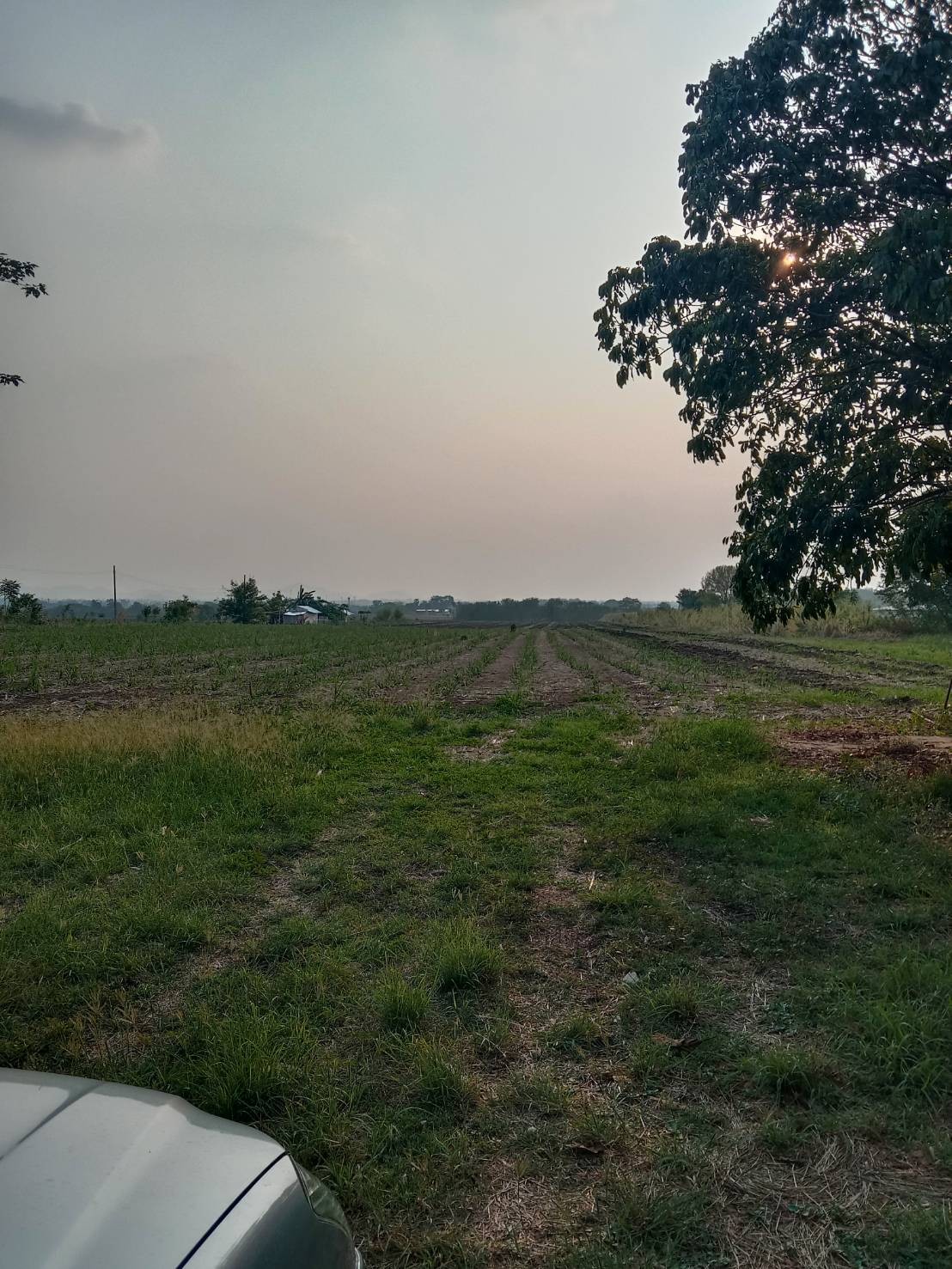 ขายที่ดินเปล่าทำเลดี ที่ดิน  20 ไร่ ต.พัฒนานิคม อ.พัฒนานิคม จ.ลพบุรี