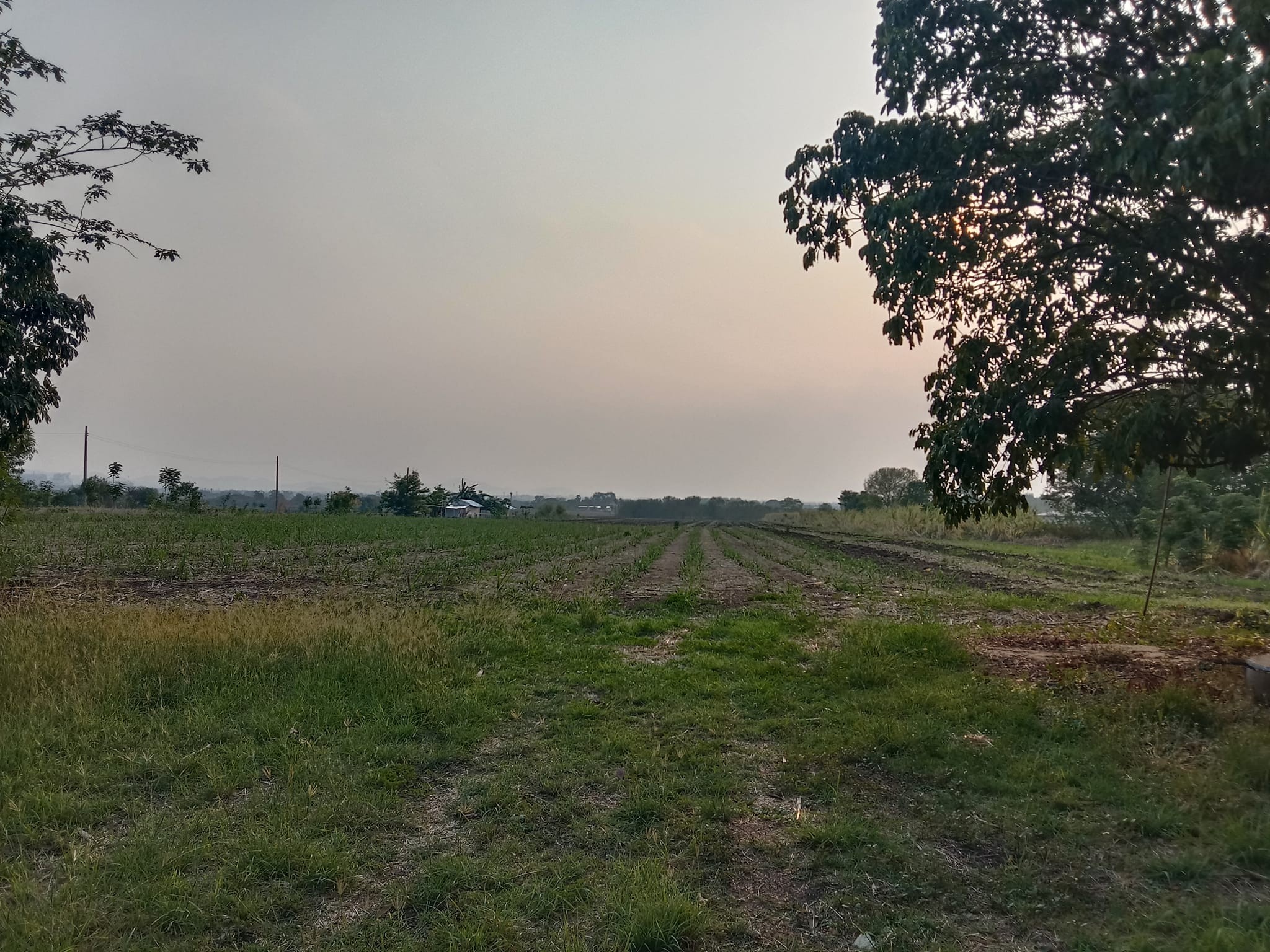 ขายที่ดินเปล่าทำเลดี ที่ดิน  20 ไร่ ต.พัฒนานิคม อ.พัฒนานิคม จ.ลพบุรี