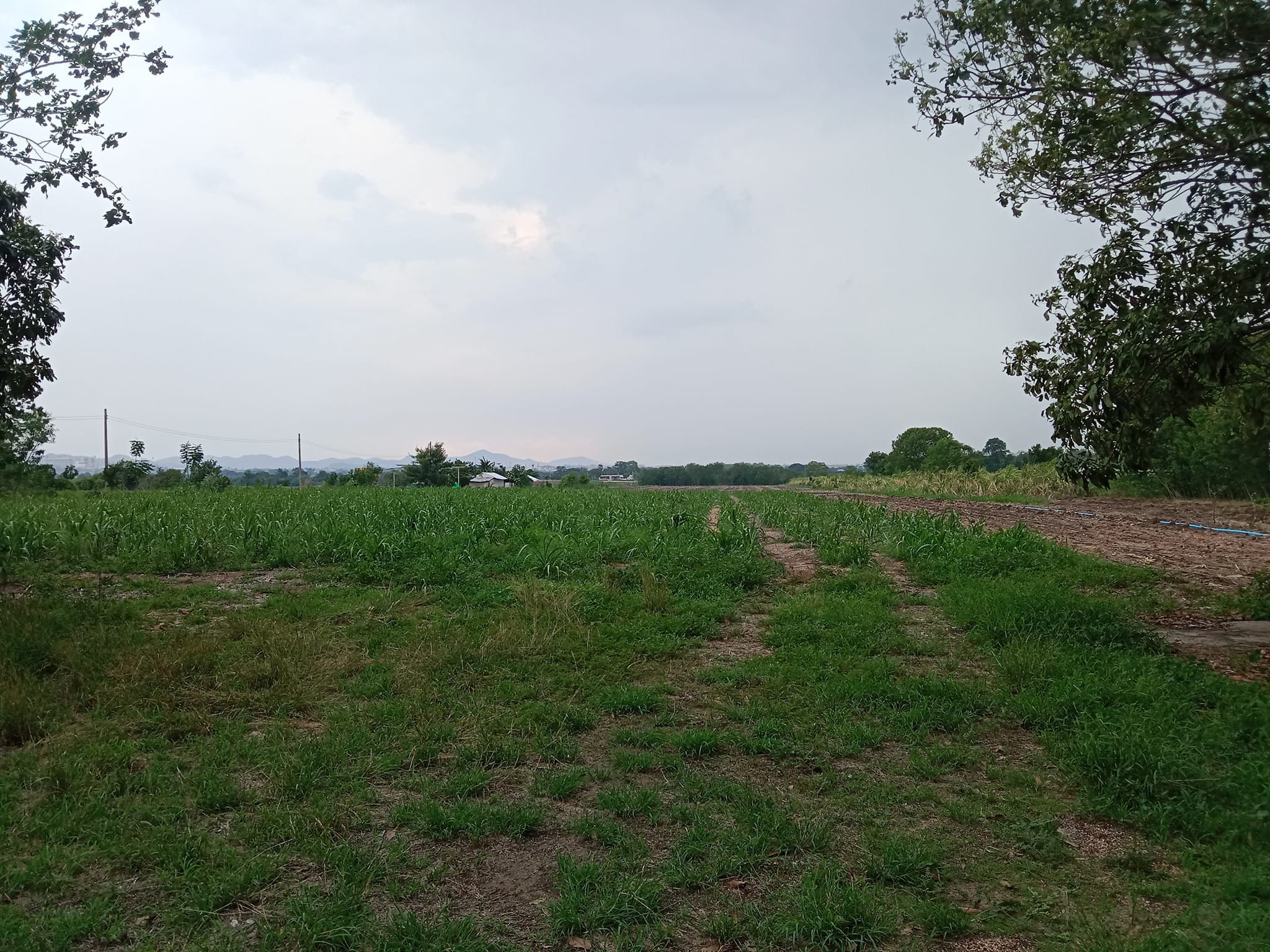 ขายที่ดินเปล่าทำเลดี ที่ดิน  20 ไร่ ต.พัฒนานิคม อ.พัฒนานิคม จ.ลพบุรี