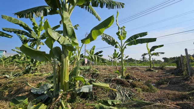 ขายที่ดิน1ไร่ ถมแล้ว รัตนาธิเบศร์-สะพานมหาเจษฎาบดินทร์ฯ นนทบุรี