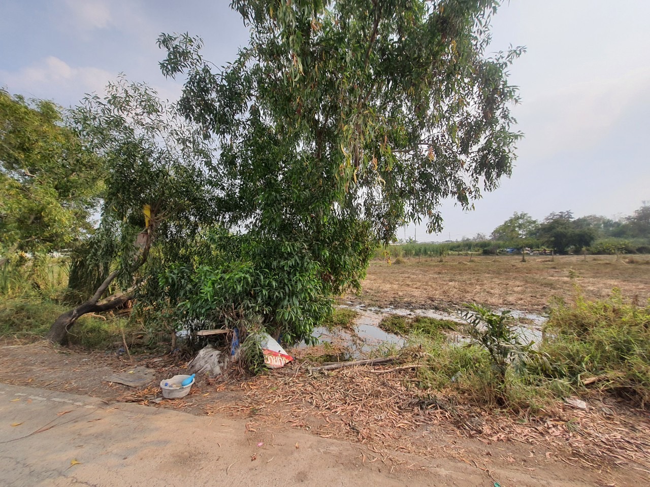 ขายถูก‼ ที่ดินคลองสอง 83 ตารางวา ติดถนนลาดยางสาธารณะ ซอย บงกช 38 อ.คลองหลวง จ.ปทุมธานี