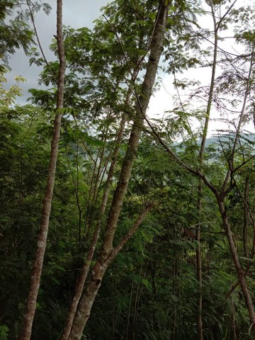 ขายที่ดิน ขนาดที่ดิน  6 ไร่ 3 งาน 24 ตารางวา เชียงใหม่