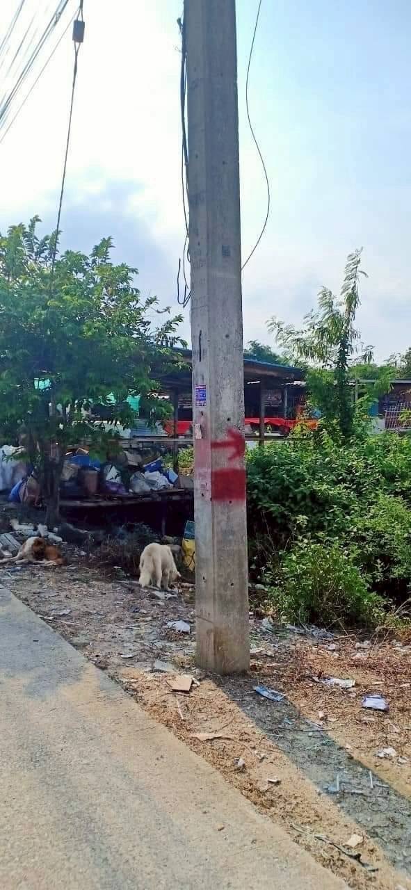 ขายถูก ที่ดินซอยวัดสามโคก 598 ตารางวา หน้าติดถนนคอนกรีตสาธารณะ-หลังติดคลอง  อ.สามโคก จ.ปทุมธานี