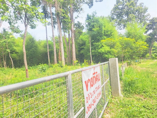 ขายที่ดินสำหรับคนรักต้นไม้มีต้นไม้ใหญ่ อายุ 100 ปี ตำบลดูน อำเภอกันทรารมย์ จังหวัดศรีสะเกษ