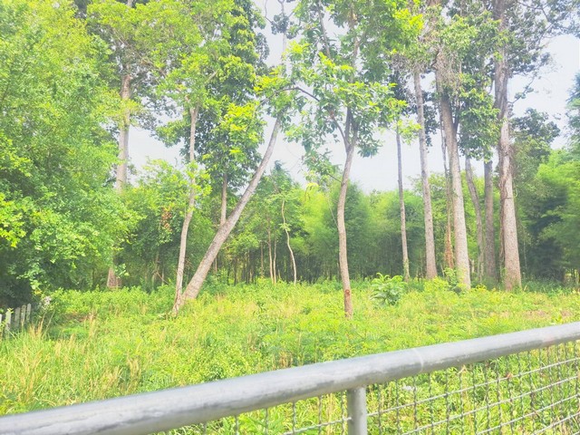 ขายที่ดินสำหรับคนรักต้นไม้มีต้นไม้ใหญ่ อายุ 100 ปี ตำบลดูน อำเภอกันทรารมย์ จังหวัดศรีสะเกษ