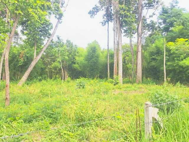 ขายที่ดินสำหรับคนรักต้นไม้มีต้นไม้ใหญ่ อายุ 100 ปี ตำบลดูน อำเภอกันทรารมย์ จังหวัดศรีสะเกษ