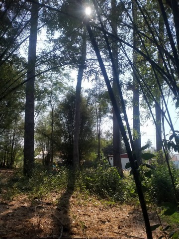 ขายที่ดินสำหรับคนรักต้นไม้มีต้นไม้ใหญ่ อายุ 100 ปี ตำบลดูน อำเภอกันทรารมย์ จังหวัดศรีสะเกษ