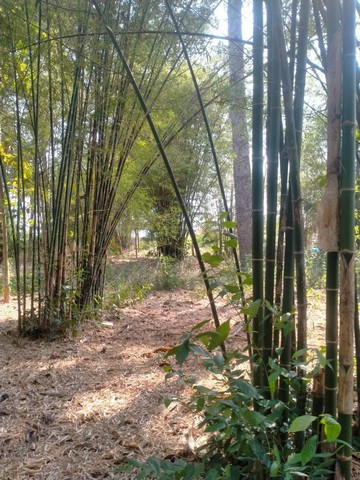 ขายที่ดินสำหรับคนรักต้นไม้มีต้นไม้ใหญ่ อายุ 100 ปี ตำบลดูน อำเภอกันทรารมย์ จังหวัดศรีสะเกษ