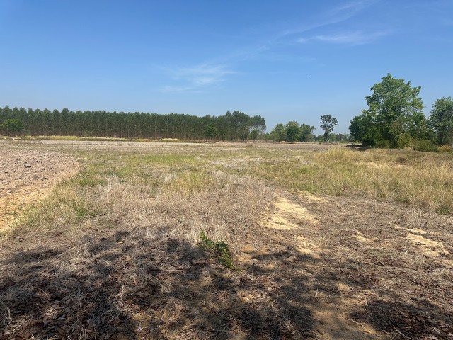 ขายที่ดิน 11 ไร่ 2 งาน 39 ตารางวา ตำบลยะวึก อำเภอชุมพลบุรี จังหวัดสุรินทร์  ที่ตั้ง : 2081 ตำบลยะวึก อำเภอชุมพลบุรี จังหวัดสุรินทร์ 32190 https://maps.app.goo.gl/hQ2