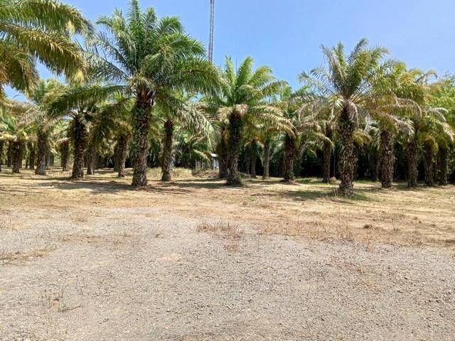 ขายที่ดินสวย 21ไร่  เอกสารสิทธิโฉนด เจ้าของขายเอง ชุมพร  ที่ตั้ง : ตำบลนาชะอัง อำเภอเมืองชุมพร จังหวัดชุมพร 86000 https://maps.app.goo.gl/7R49GnoqNcR9u4XD6  ขนาดพื้น