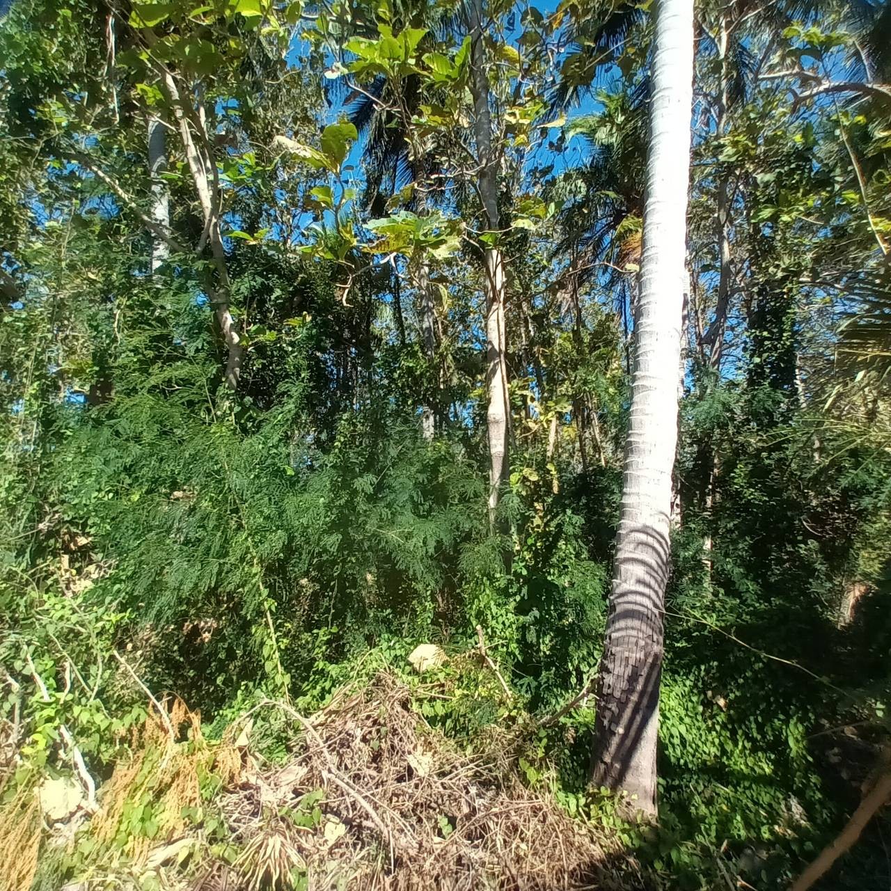  ขายที่ดิน 2 ไร่ พร้อมต้นสักอายุ 22 ปี บ้านน้อย ต.กกโก อ.เมืองลพบุรี จ.ลพบุรี  ที่ตั้ง :  บ้านน้อย ต.กกโก อ.เมืองลพบุรี จ.ลพบุรี https://maps.app.goo.gl/CGfHLuMjwfX7