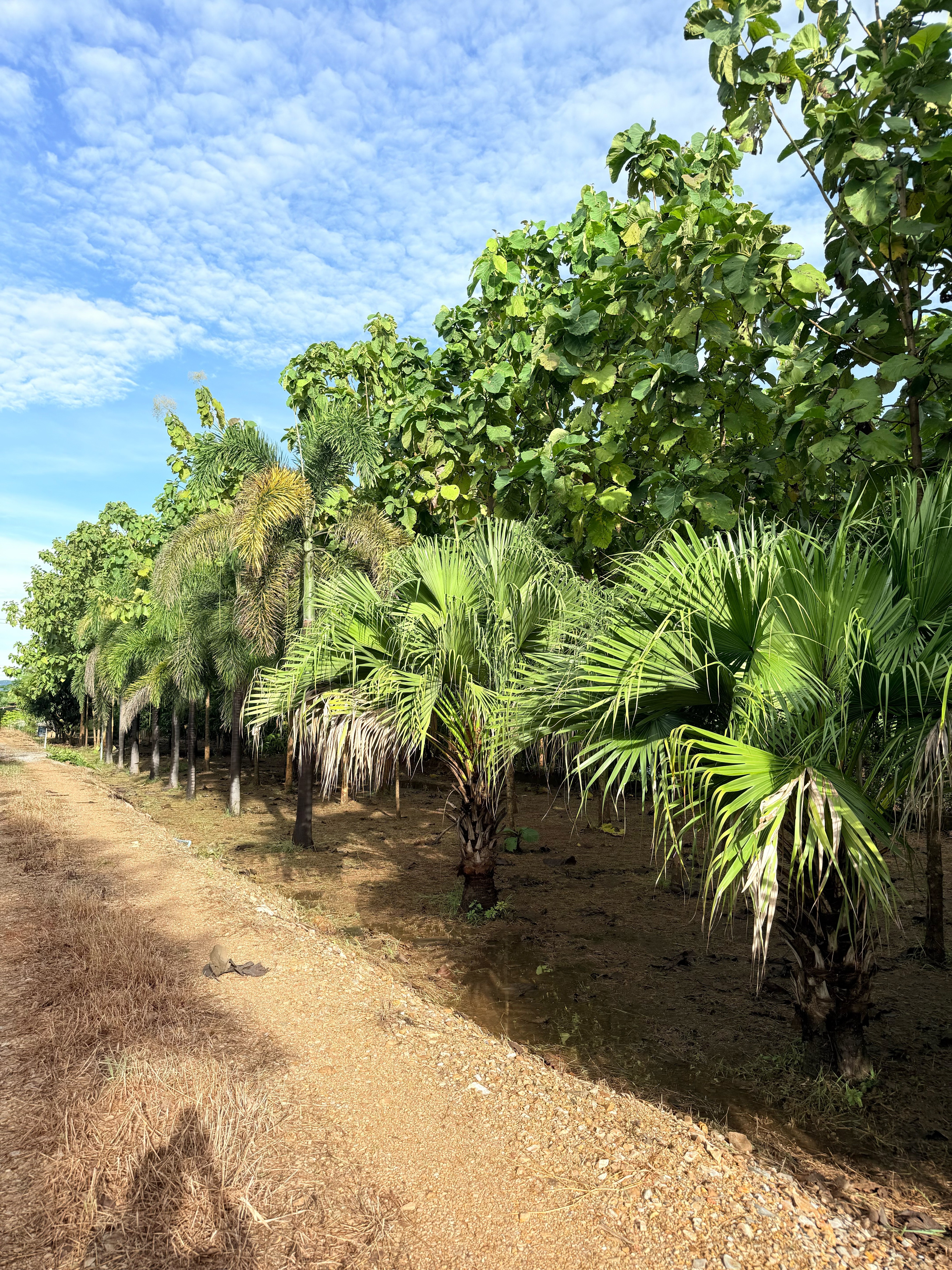 ขายที่ดินพร้อมสิ่งปลูกสร้าง เนื้อที่ 3 ไร่ 1 งาน 94 ตารางวา ตำบลพุแคส