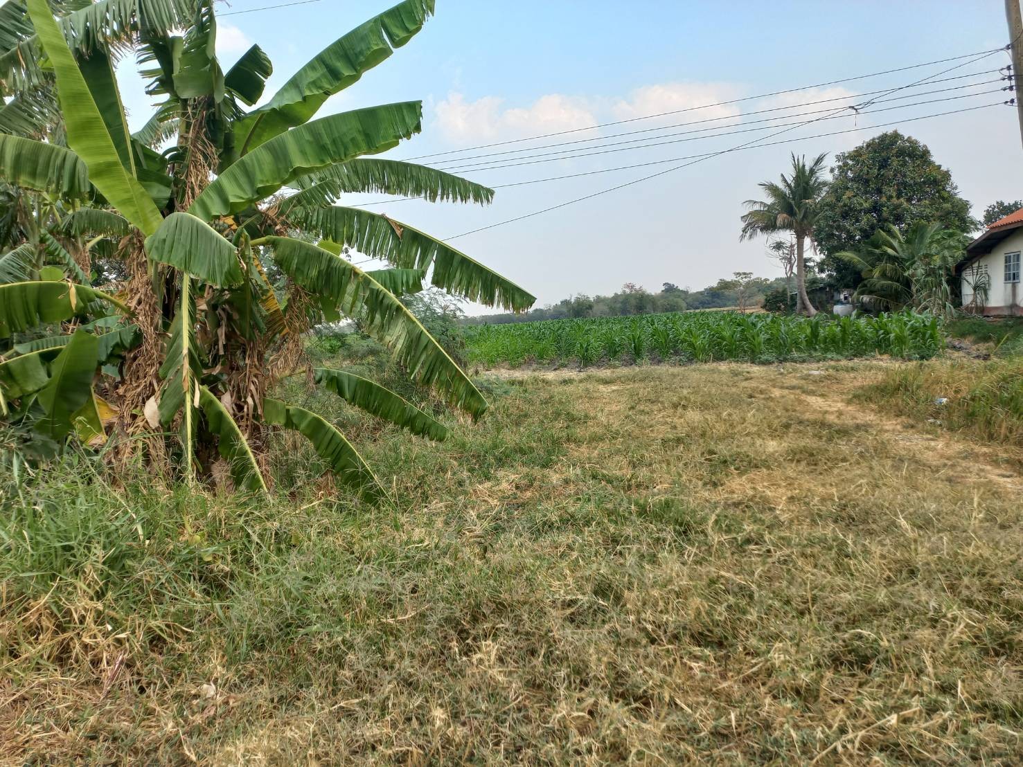 ขายที่ดิน 12 ไร่ 20 ตารางวา เจ้าของขายเอง ตำบลช่องสาริกา อำเภอพัฒนานิคม จังหวัดลพบุรี