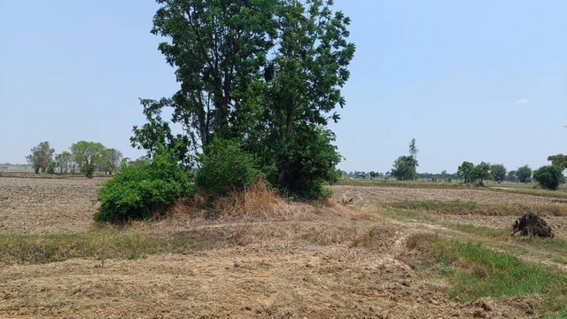 ขายที่ดิน 11 ไร่ 2 งาน 39 ตารางวา เจ้าของขายเอง  จังหวัดสุรินทร์